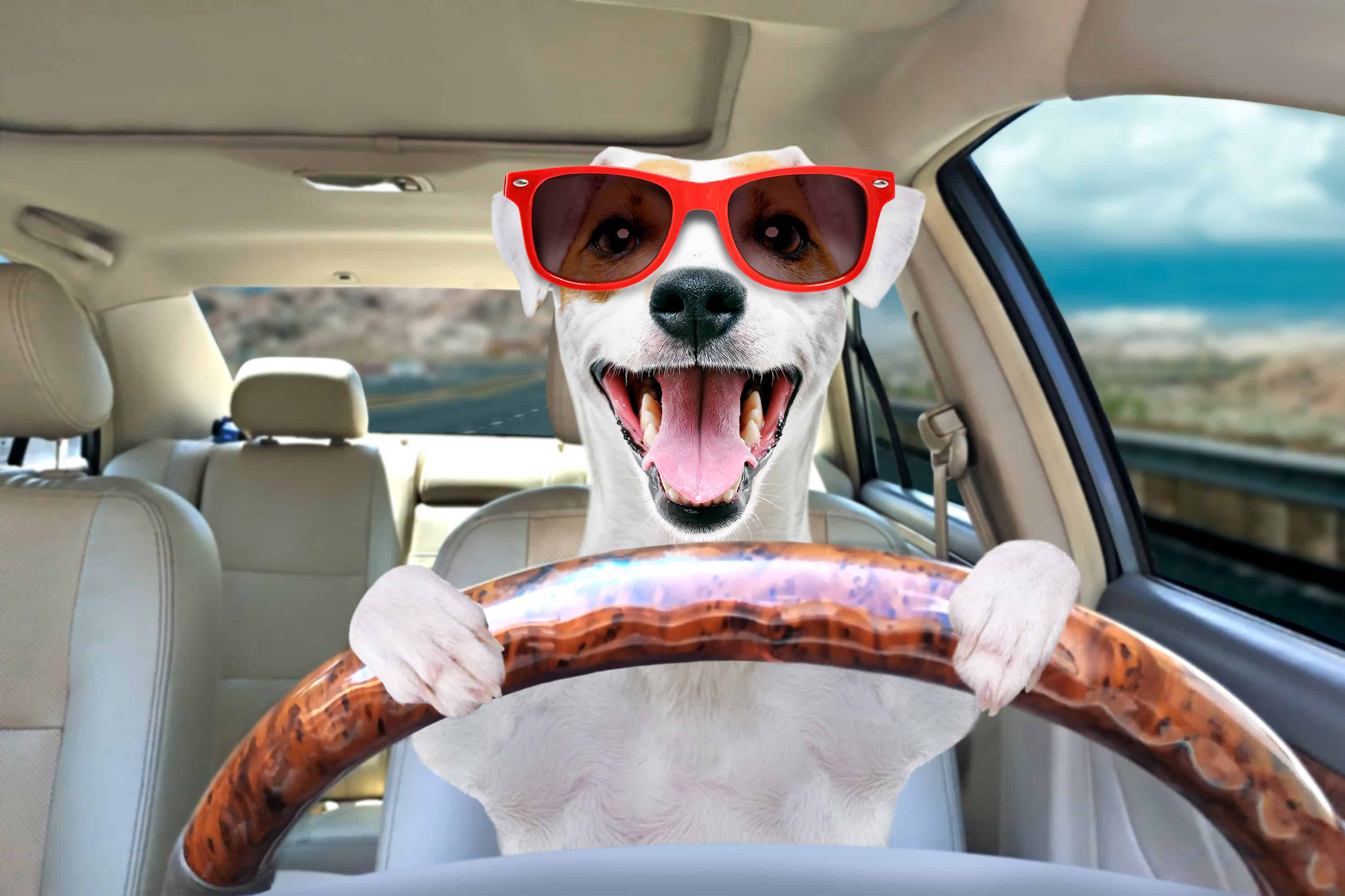 Natioanl Pet Transport Service